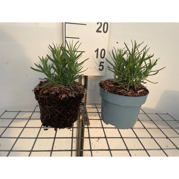 Lavandula ang. 'Munstead' - 2,0L
