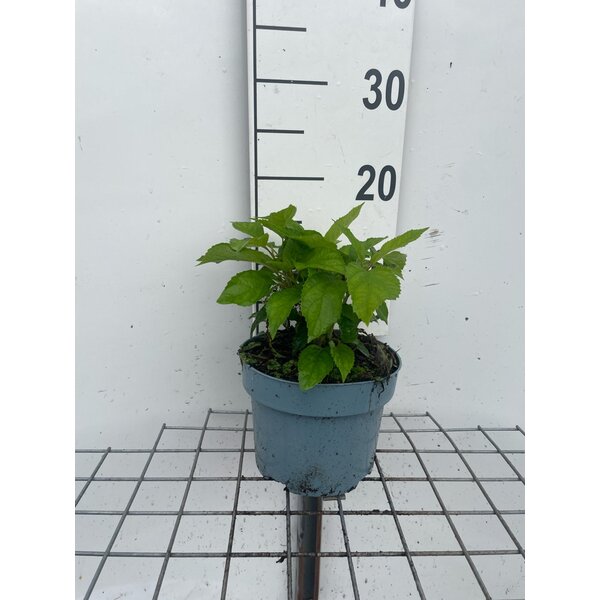 Hydrangea a. 'Annabelle' - 2,0L