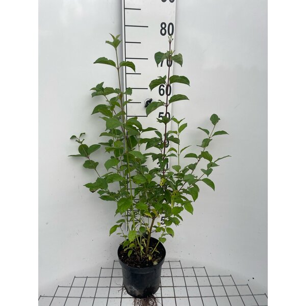 Cornus sanguinea - 3,0L 60+