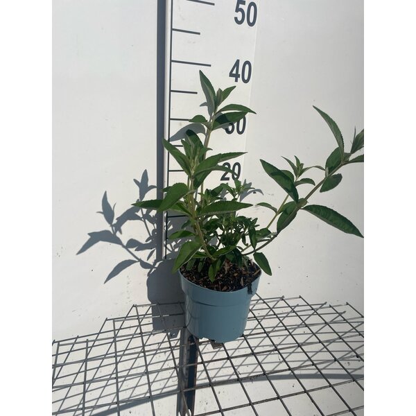 Buddleja d. 'Empire Blue' - 2,0L