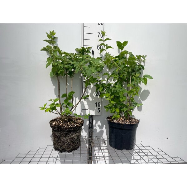 Philadelphus 'Virginal' - 7,5L