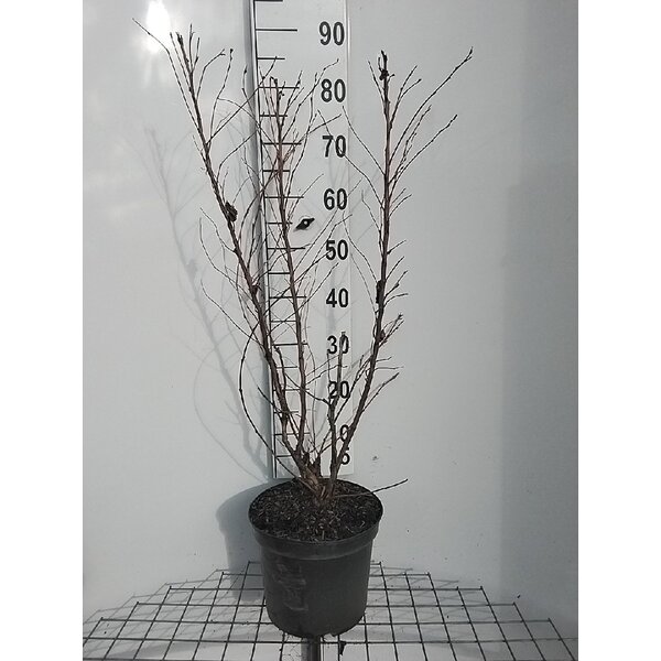 Physocarpus opulif. 'Dart's Gold' - 7,5L 80+