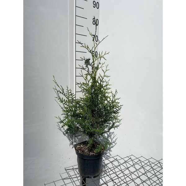 Thuja occ. 'Brabant' - 3,0L 60+