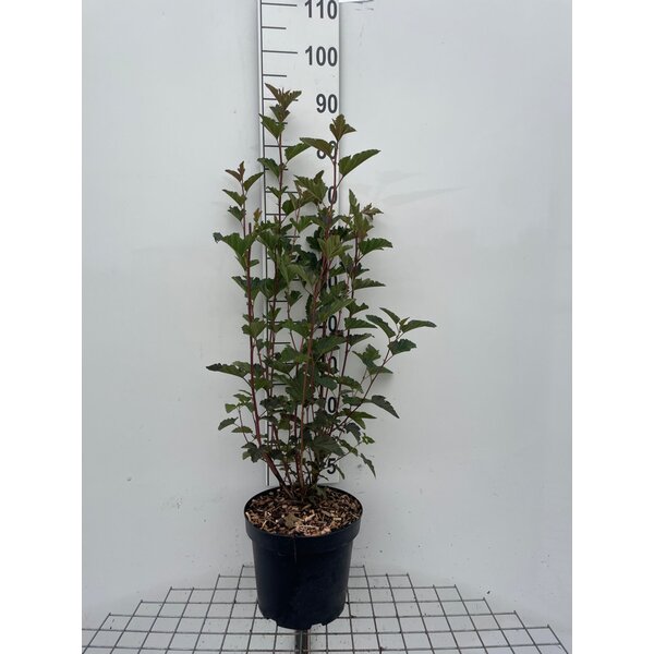 Physocarpus opulif. 'Red Baron' - 7,5L