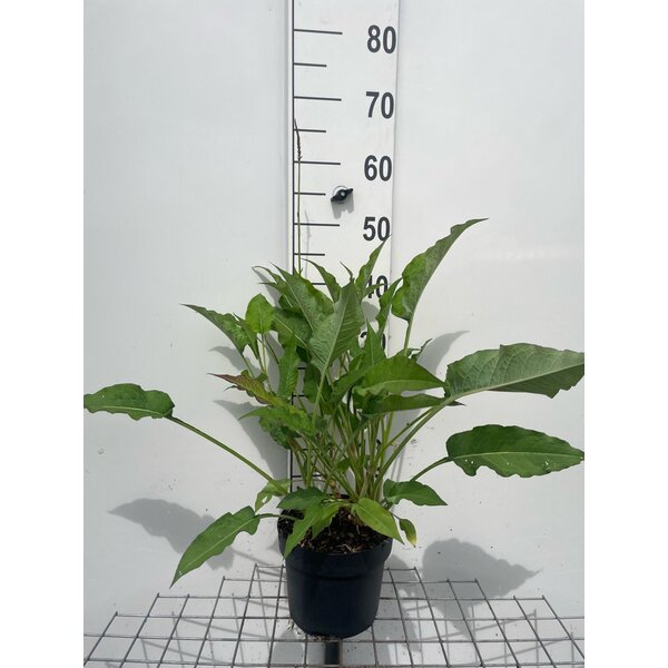 Persicaria a. 'Speciosa' - 3,0L