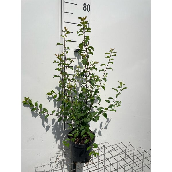 Prunus spinosa - 3,0L