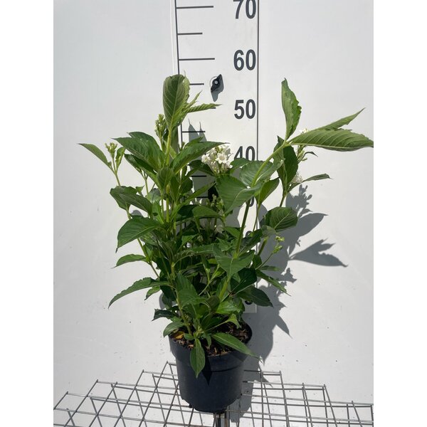 Weigela 'Candida' - 3,0L