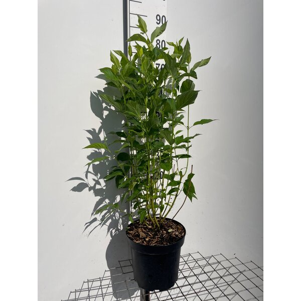 Cornus sericea 'Flaviramea' - 7,5L