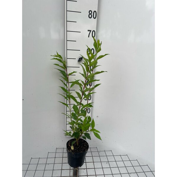 Forsythia int. 'Lynwood' - 1,3L