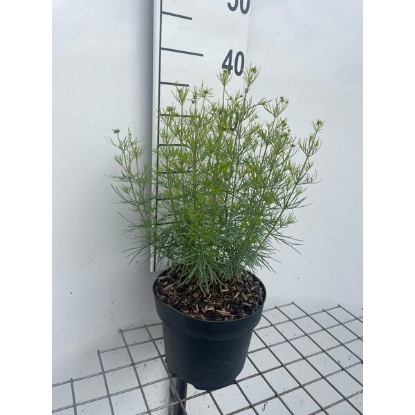 Coreopsis vert. 'Zagreb' - 3,0L
