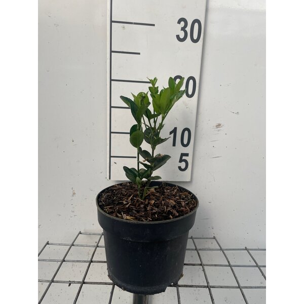 Euonymus japonicus - 2,0L