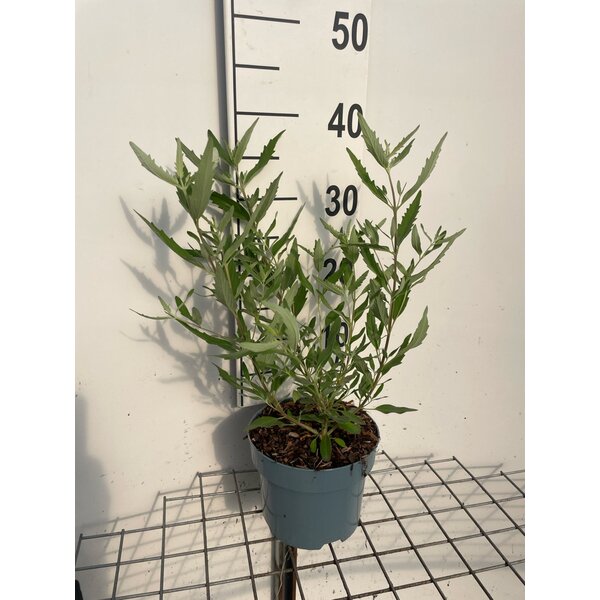 Caryopteris cland. 'Heavenly Blue' - 2,0L