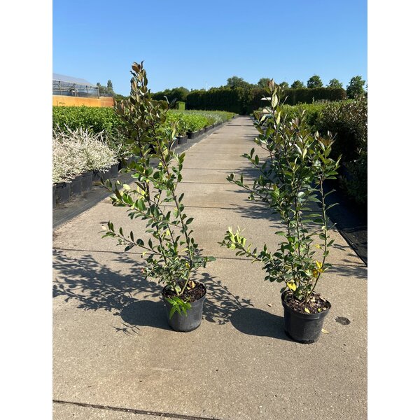 Ilex meserv. 'Heckenstar' - 3,0L 60+