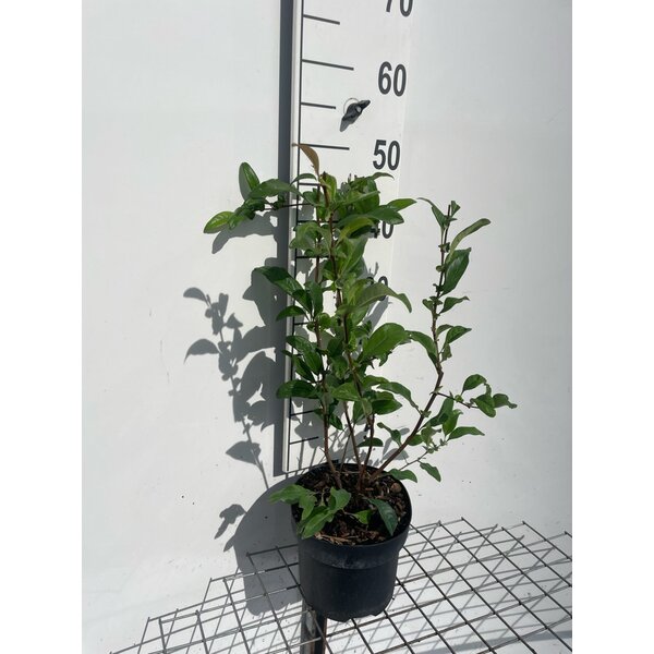 Chaenomeles spec. 'Nivalis' - 3,0L 40+