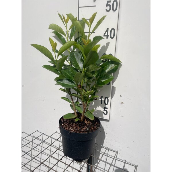 Prunus l. 'Rotundifolia' - 3,0L