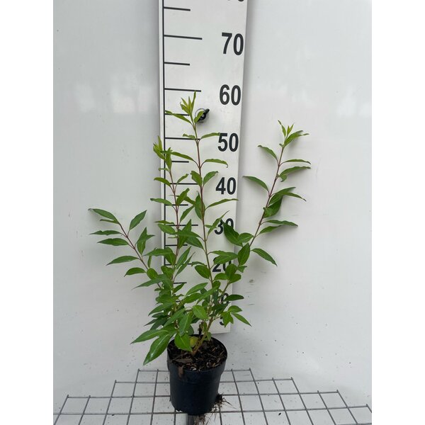 Forsythia int. 'Courtalyn' - 1,3L