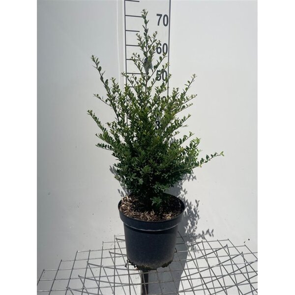 Ilex crenata Dark Green - 7,5L 60+