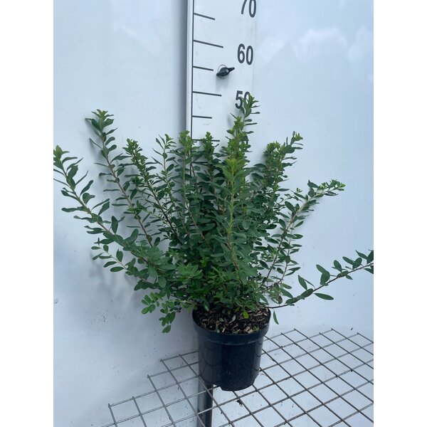 Spiraea nipp. 'Snowmound' - 3,0L