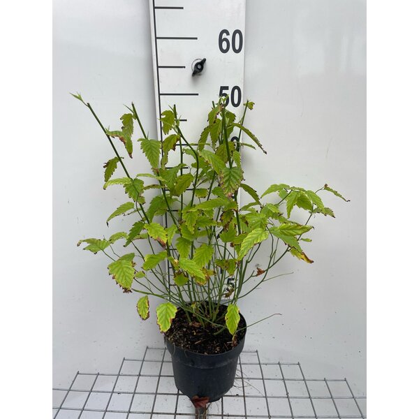 Kerria japonica 'Pleniflora' - 3,0L 40+