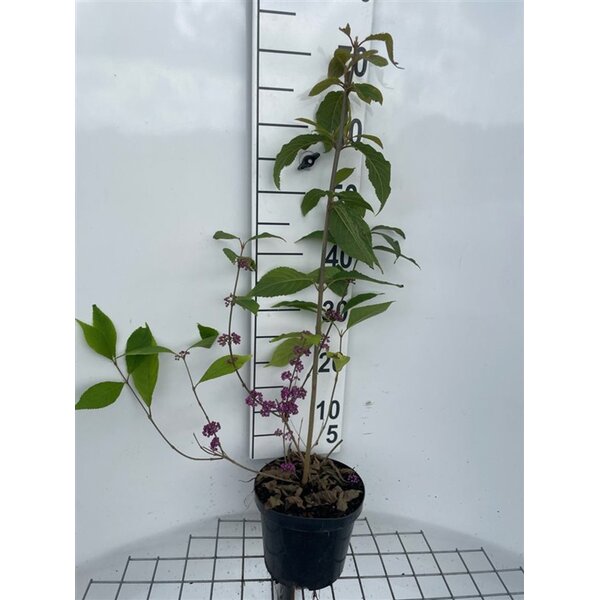 Callicarpa bodinieri giraldii - 3,0L 60+