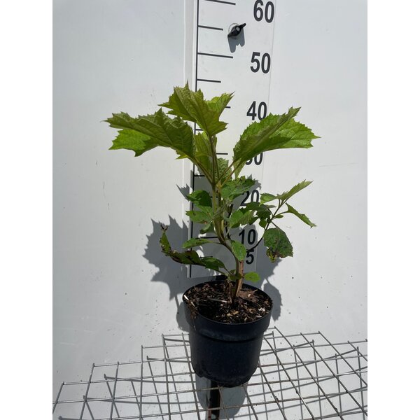 Hydrangea querc. 'Alice' - 3,0L