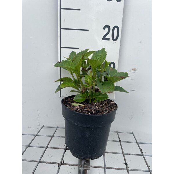 Hydrangea m. 'Libelle' - 1,3L