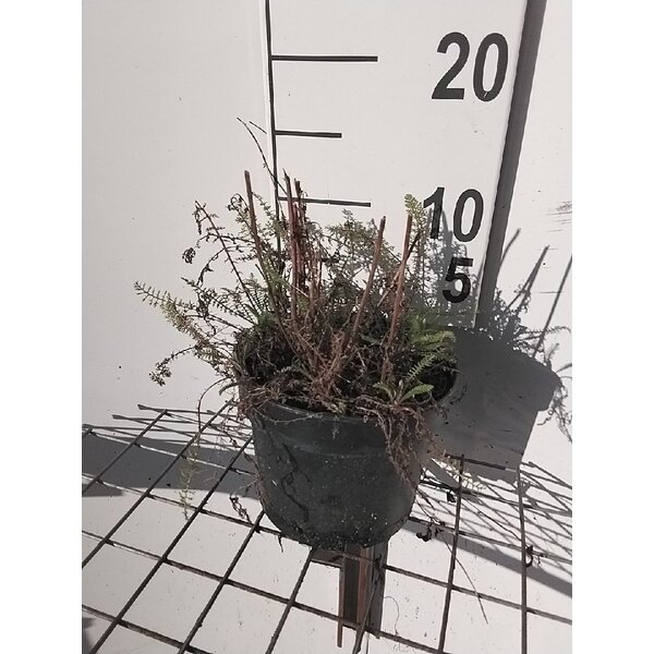 Achillea m. 'Paprika' - 2,0L