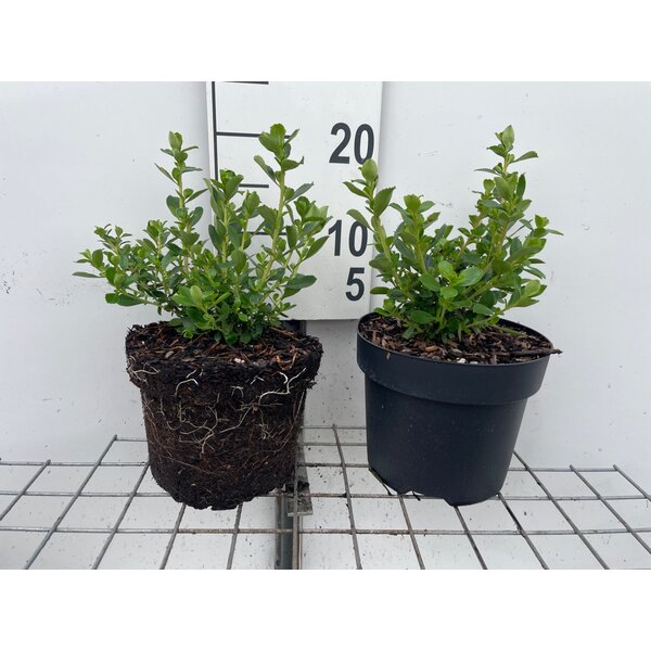 Escallonia 'Donard Seedling' - 3,0L