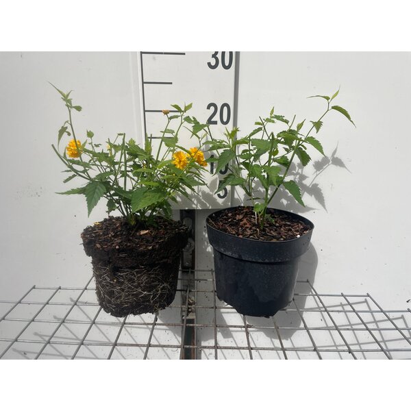 Kerria japonica 'Pleniflora' - 3,0L