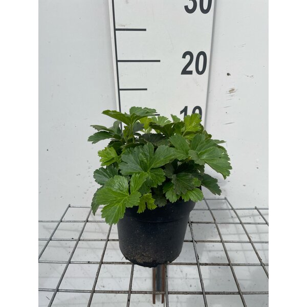 Waldsteinia ternata - 1,3L