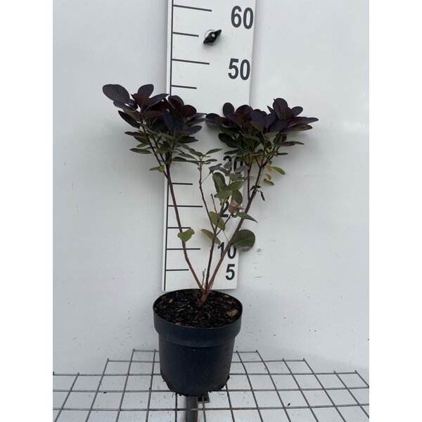 Cotinus cog. 'Royal Purple' - 3,0L 40+