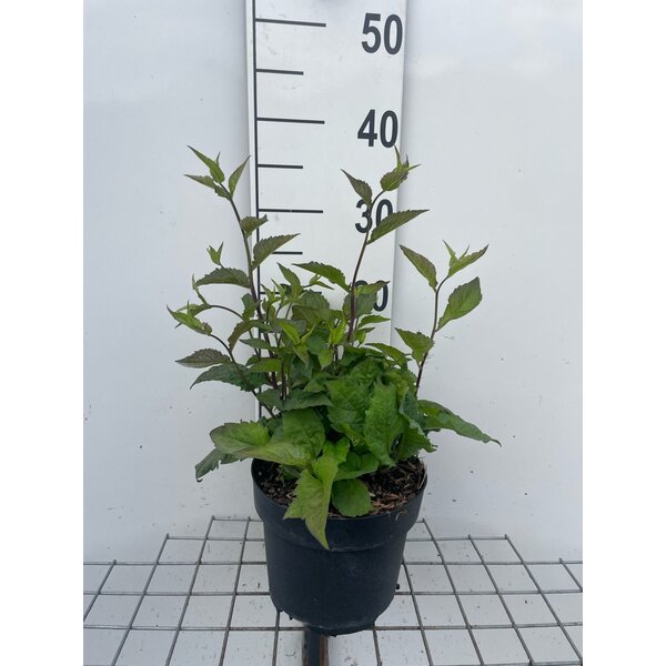 Aster divaricatus - 3,0L