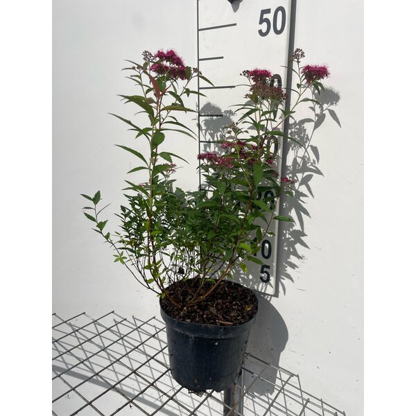 Spiraea jap. 'Anthony Waterer' - 3,0L 40+