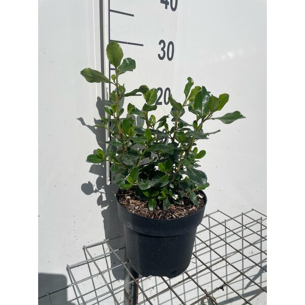 Escallonia 'Iveyi' - 3,0L