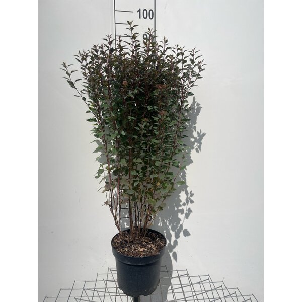 Physocarpus opulif. Little Joker - 7,5L 80+