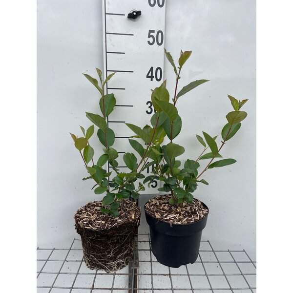Aronia prunifolia 'Viking' - 3,0L
