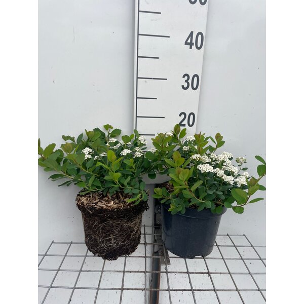 Spiraea betulifolia 'Tor' - 3,0L