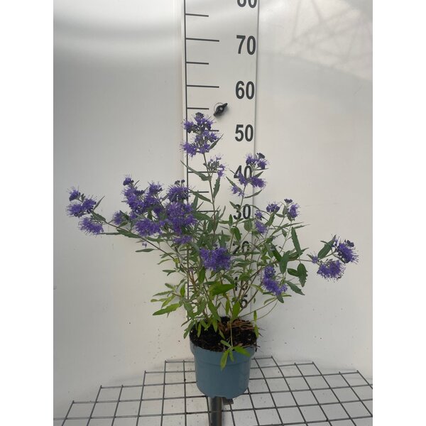 Caryopteris cland. 'Heavenly Blue' - 2,0L