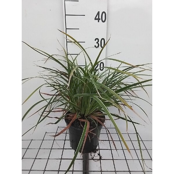 Carex morrowii 'Ice Dance' - 2,0L