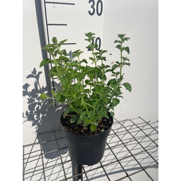 Calamintha n. nepeta - 1,3L