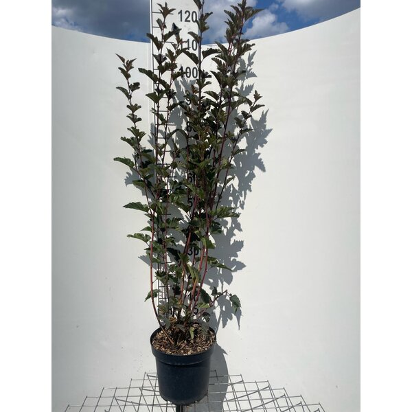Physocarpus opulif. 'Red Baron' - 7,5L 100+