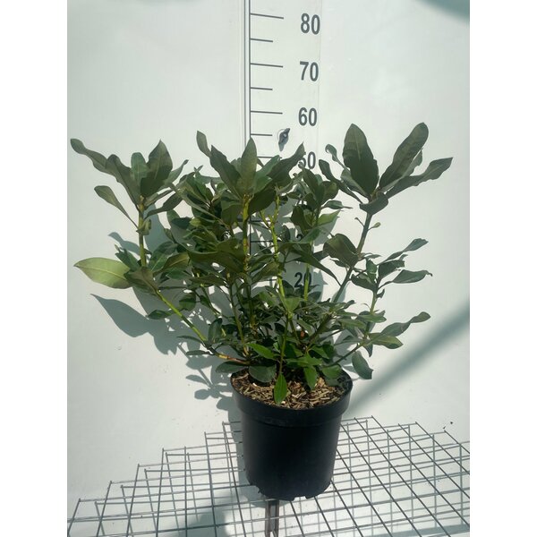 Rhododendron 'Nova Zembla' - 7,5L