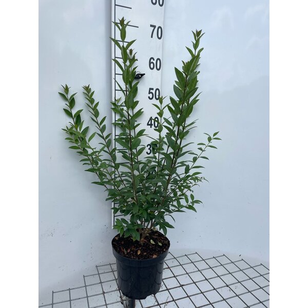 Ligustrum vulg. 'Atrovirens' - 3,0L 60+