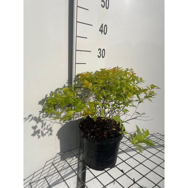 Spiraea jap. 'Golden Princess' - 3,0L 20+