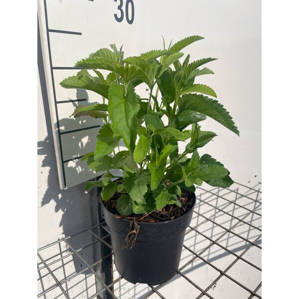 Veronica spicata - 1,3L