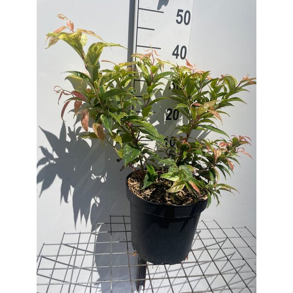 Leucothoe f. 'Rainbow' - 7,5L