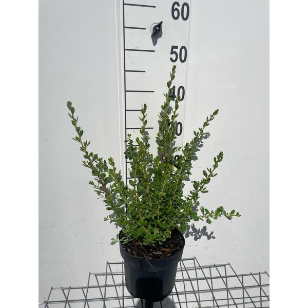Escallonia 'Donard Seedling' - 3,0L