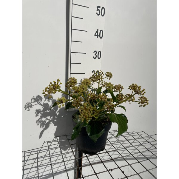 Hedera colchica 'Fall Favourite' - 3,0L