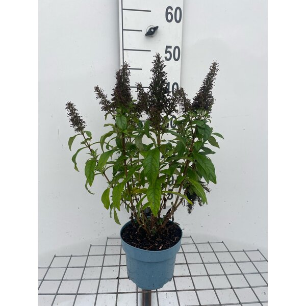 Buddleja d. Butt. Candy Little Cerise - 2,0L