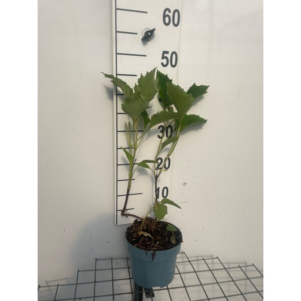 Hydrangea quercifolia - 2,0L